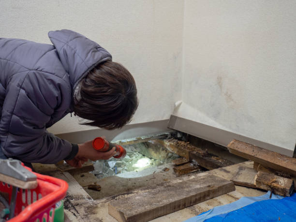  Laupahoehoe, HI Mold Removal Pros