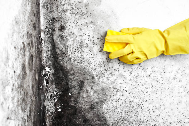 Best HVAC Mold Inspection and Cleaning  in Laupahoehoe, HI