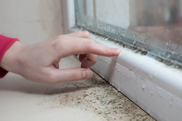 Mold Removal for HVAC Installations in Laupahoehoe, HI